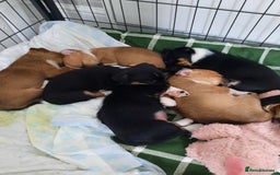 Jack Russell dogs for sale: Mini jack russells  - Image 20