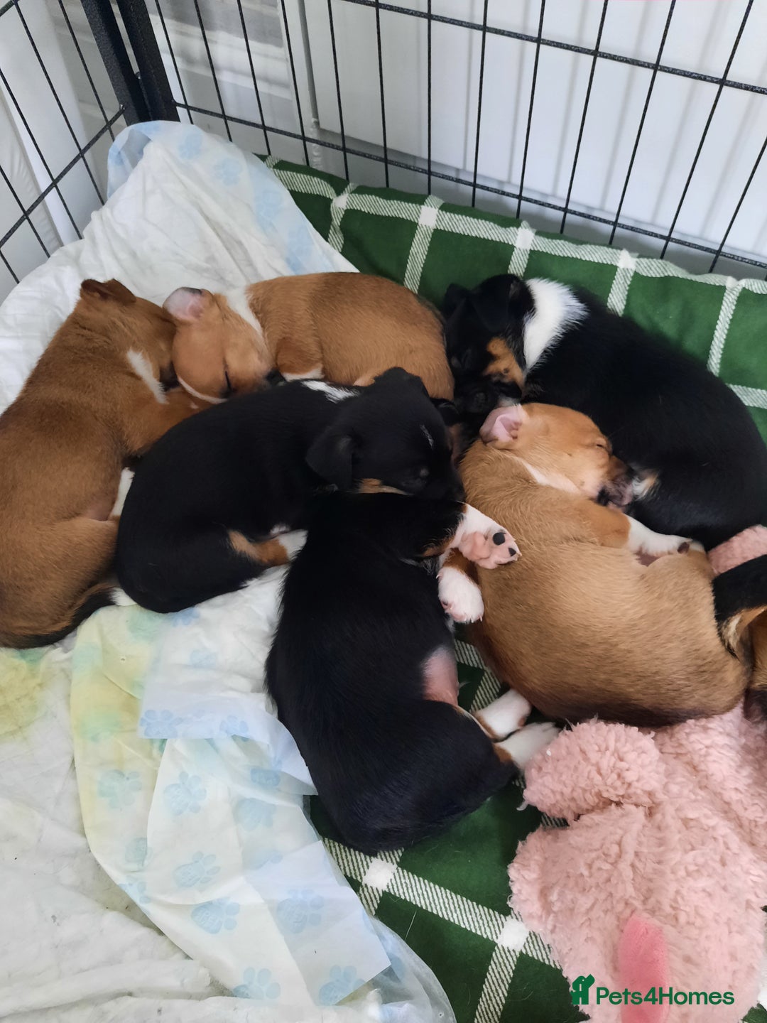 Jack Russell dogs for sale: Mini jack russells  - Image 20