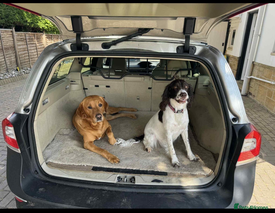 Mixed Breed dogs for sale: Sprockador puppies  - Image 17