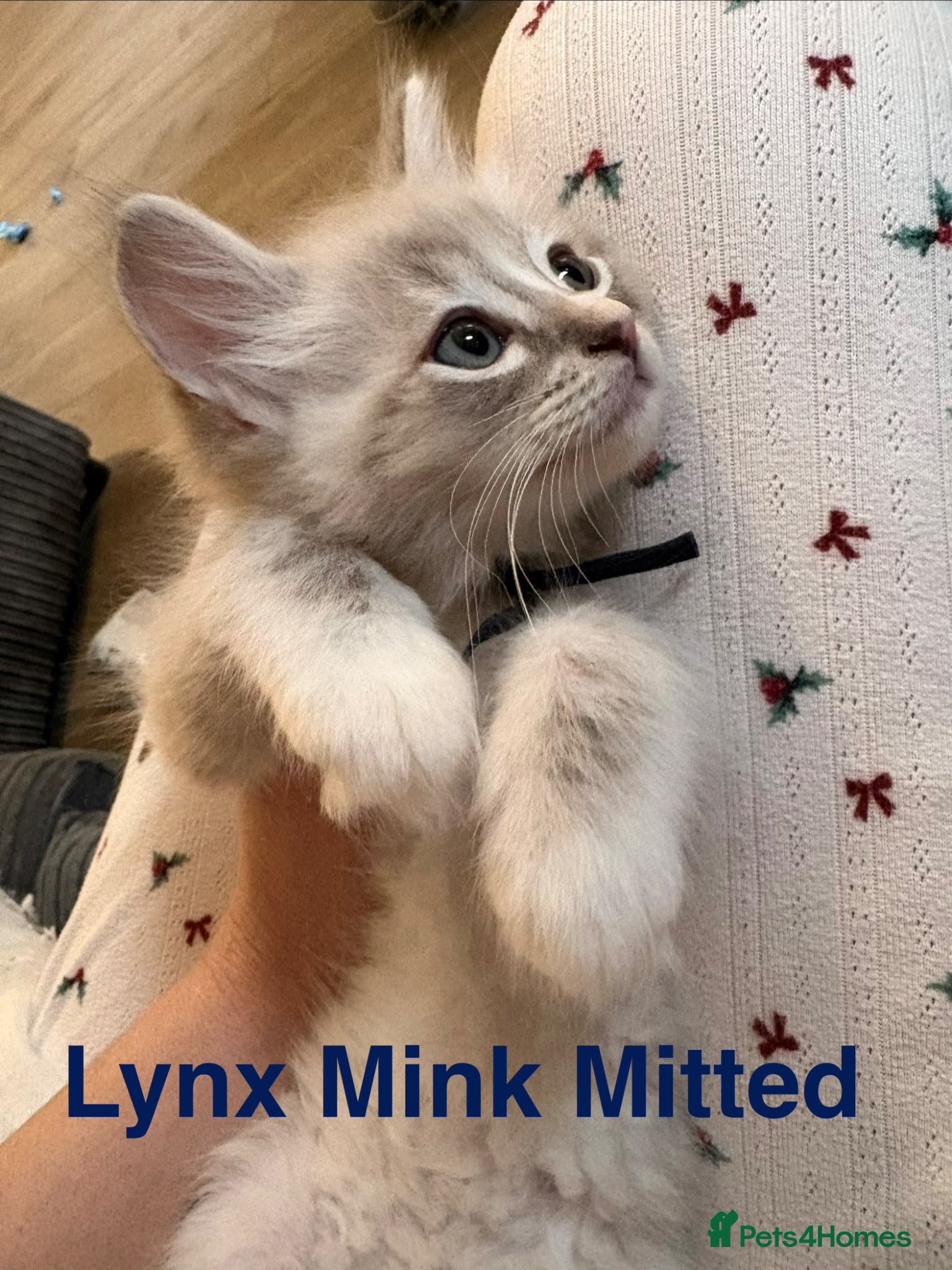 Ragdoll cats 💙Ready to leave now - Advert 2