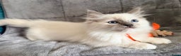 Ragdoll cats for sale: 2 Ragdolls left Boy/Girl beautiful  - Advert 4