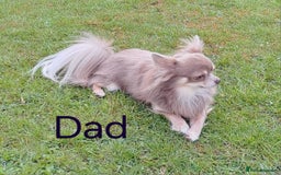 Chihuahua dogs for sale: Stunning Quality Chihuahua Puppies  - Image 39