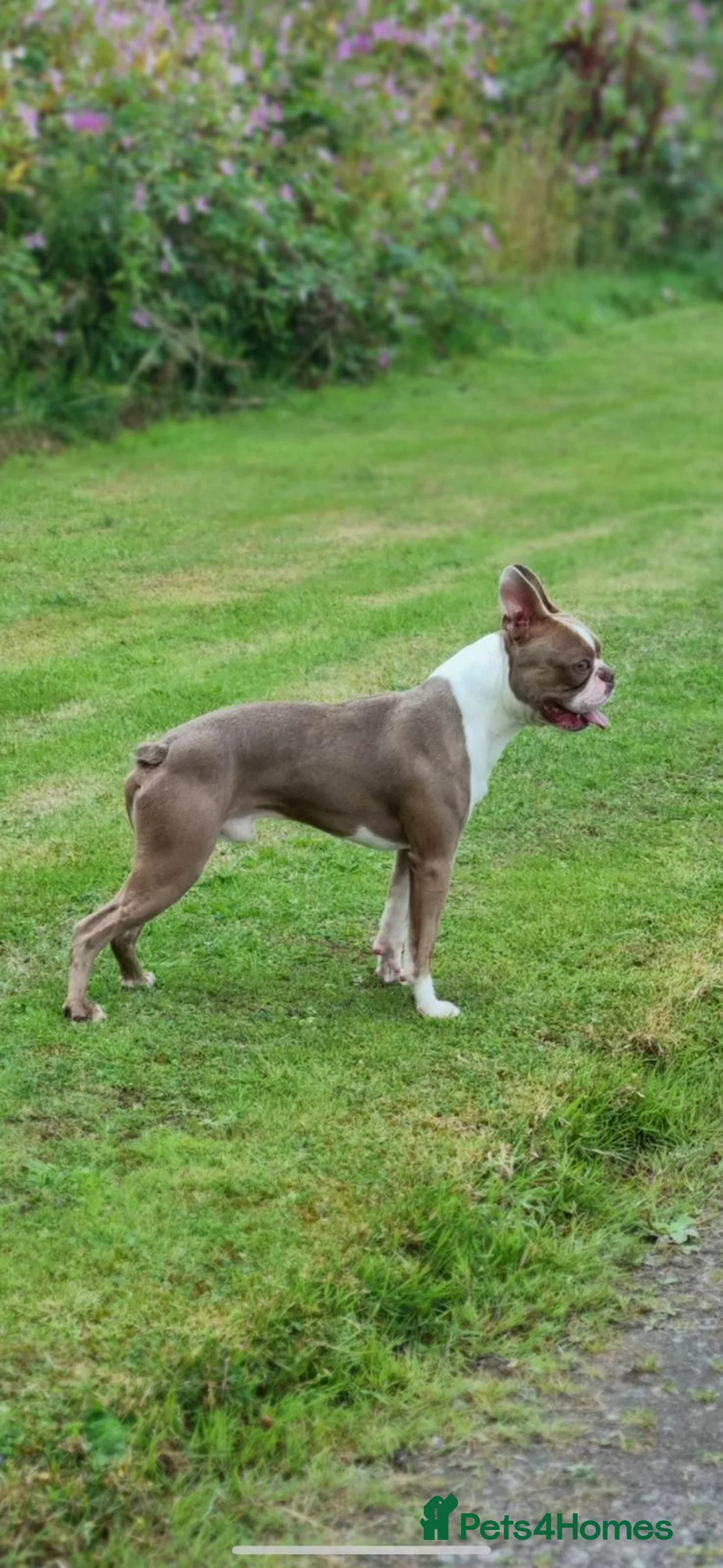 Boston Terrier dogs for stud: Beautiful boston for stud in Manchester - Advert 9