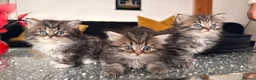 Persian cats for sale: Kittens for sale - Advert 23