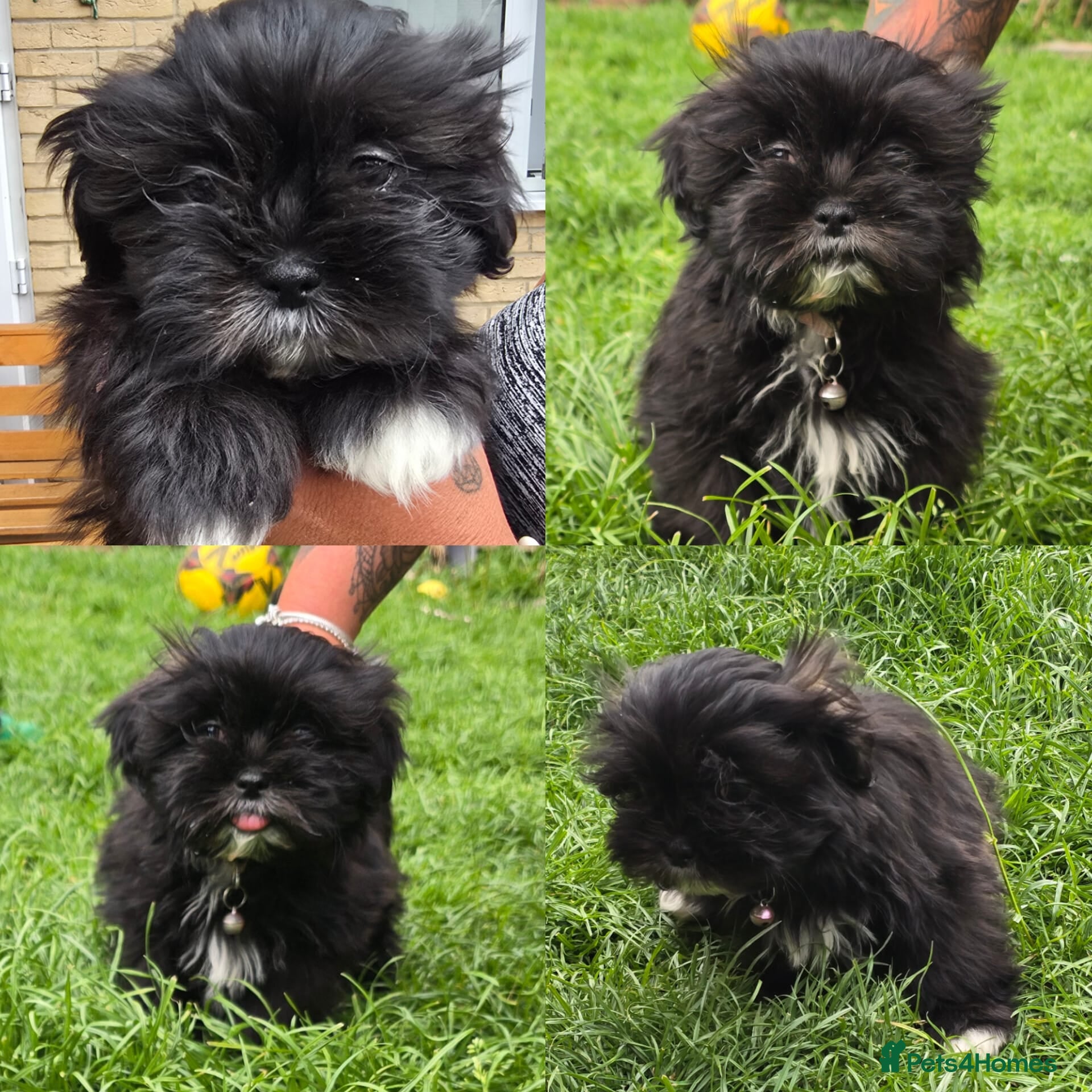 Shih Tzu dogs Only a black girl left - Advert 1