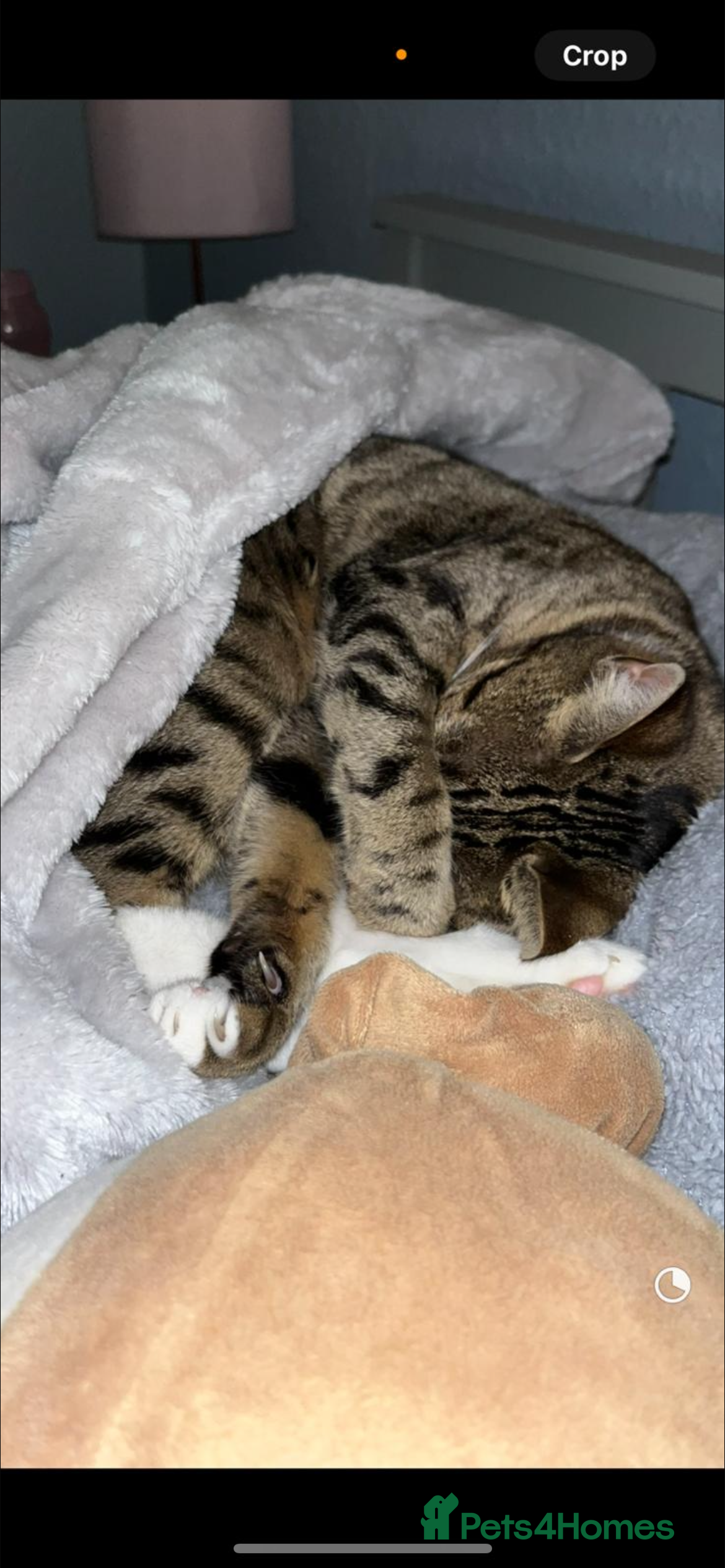 Mixed Breed cats Lovely natured bengal x tabby girl  - Advert 15