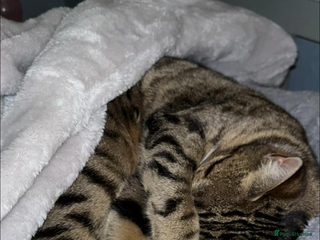 Mixed Breed cats - Advert 28