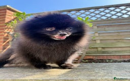 Pomeranian dogs for sale: KC registered  ** mall black Pomeranian Boys - Image 13