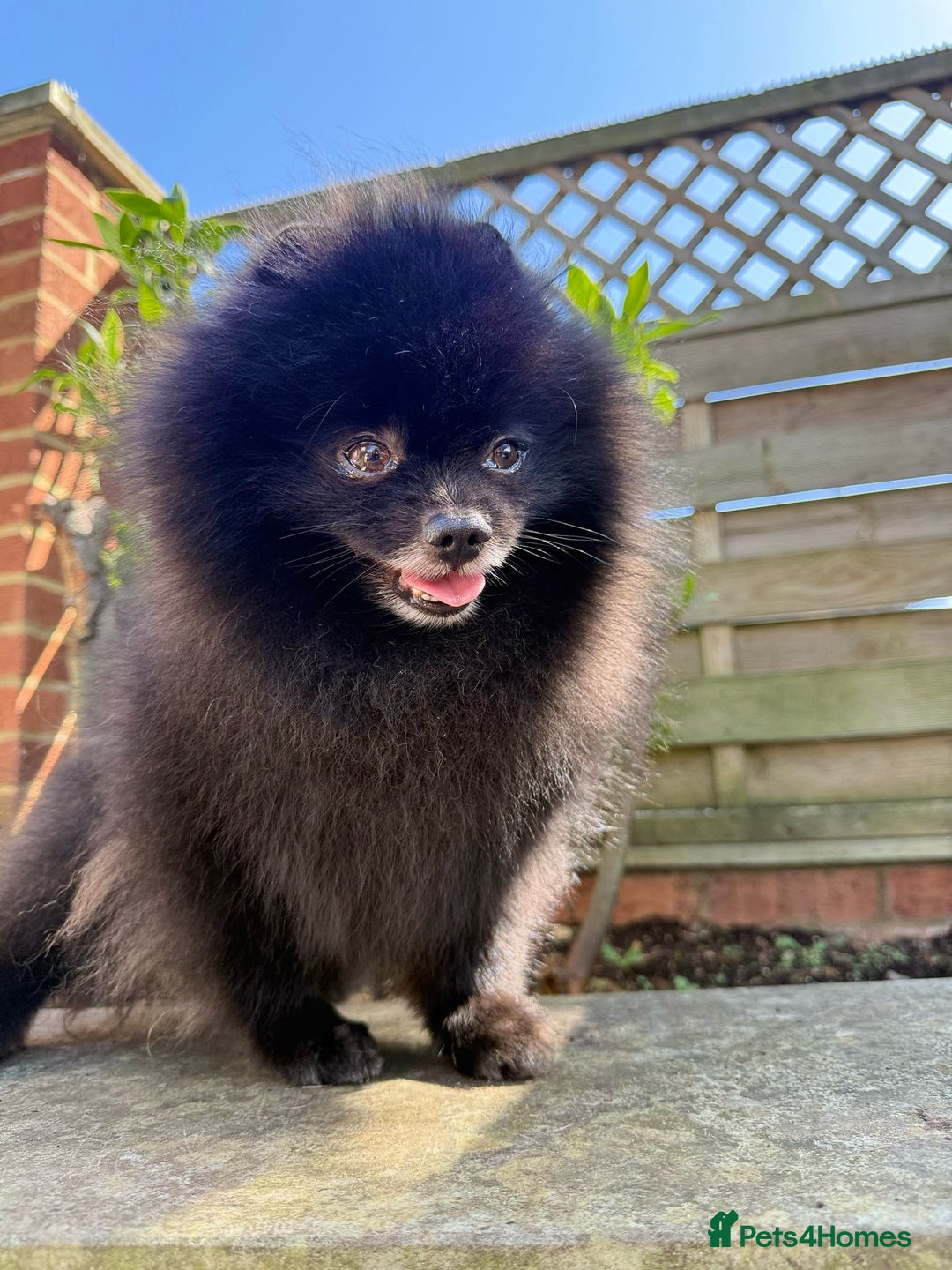 Pomeranian dogs for sale: KC registered  ** mall black Pomeranian Boys - Image 13