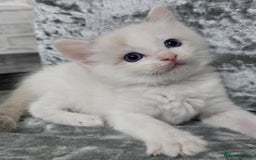 Ragdoll cats for sale: STUNNING RAGDOLL MALE KITTENS - Image 8