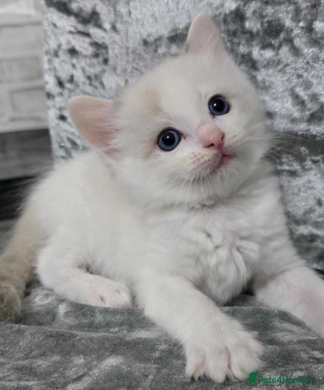Ragdoll cats for sale: STUNNING RAGDOLL MALE KITTENS - Image 8