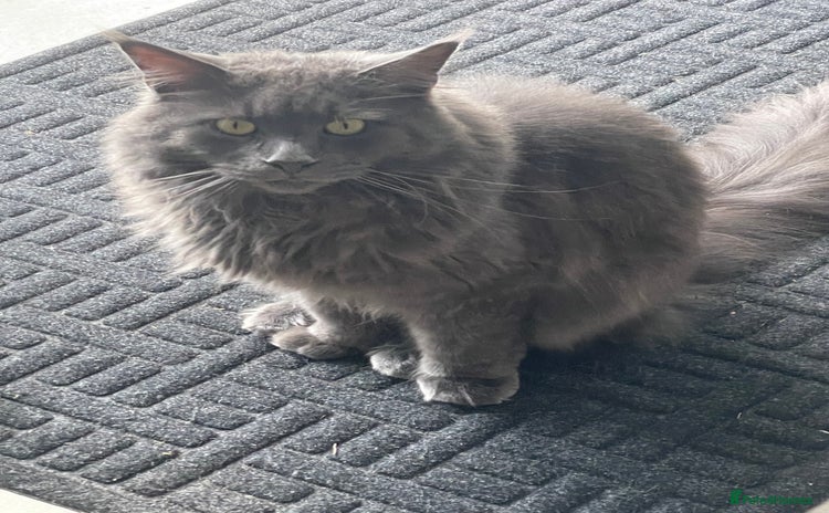 Maine Coon cats - Advert 2