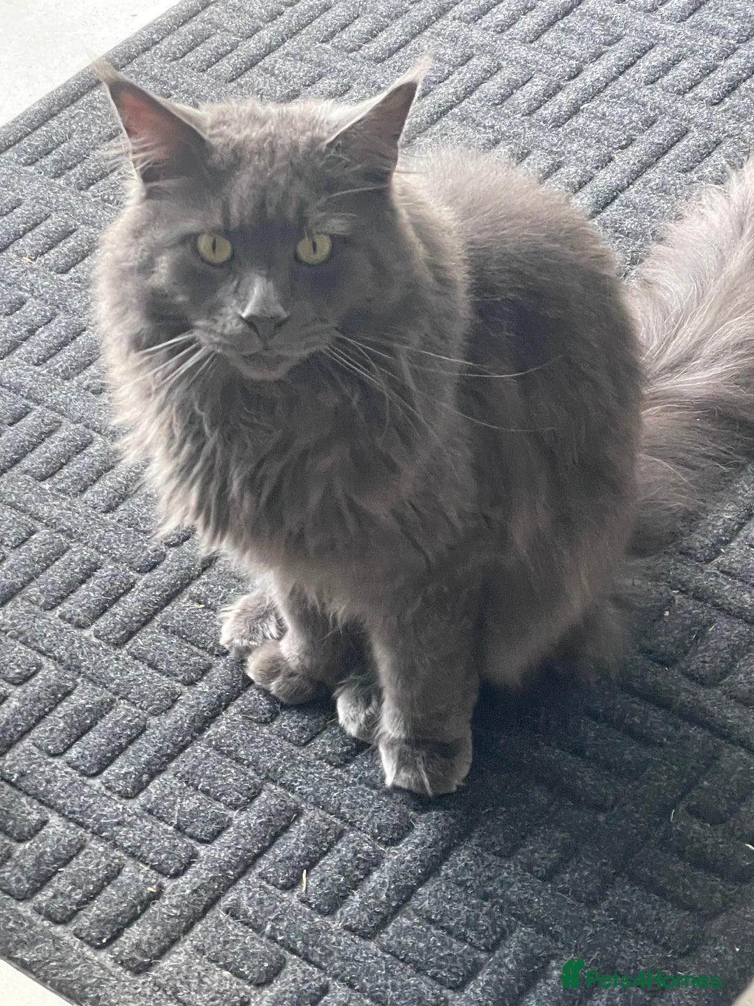Maine Coon cats for sale: Beautiful Blue/grey 2 year old Maine coon - Image 1