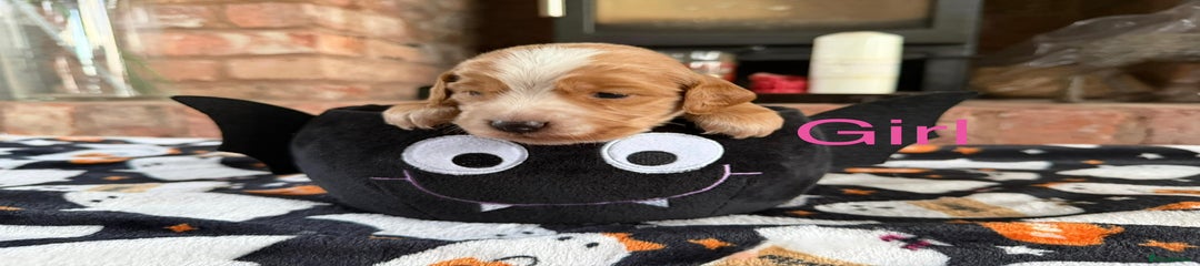 Cocker Spaniel Puppy 6