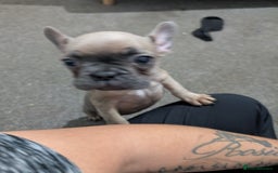 French Bulldog dogs for sale: French dog for sale  - Advert 35