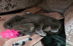 British Shorthair cats for sale: Gorgeous british shorthair 11 week old boy - Image 6
