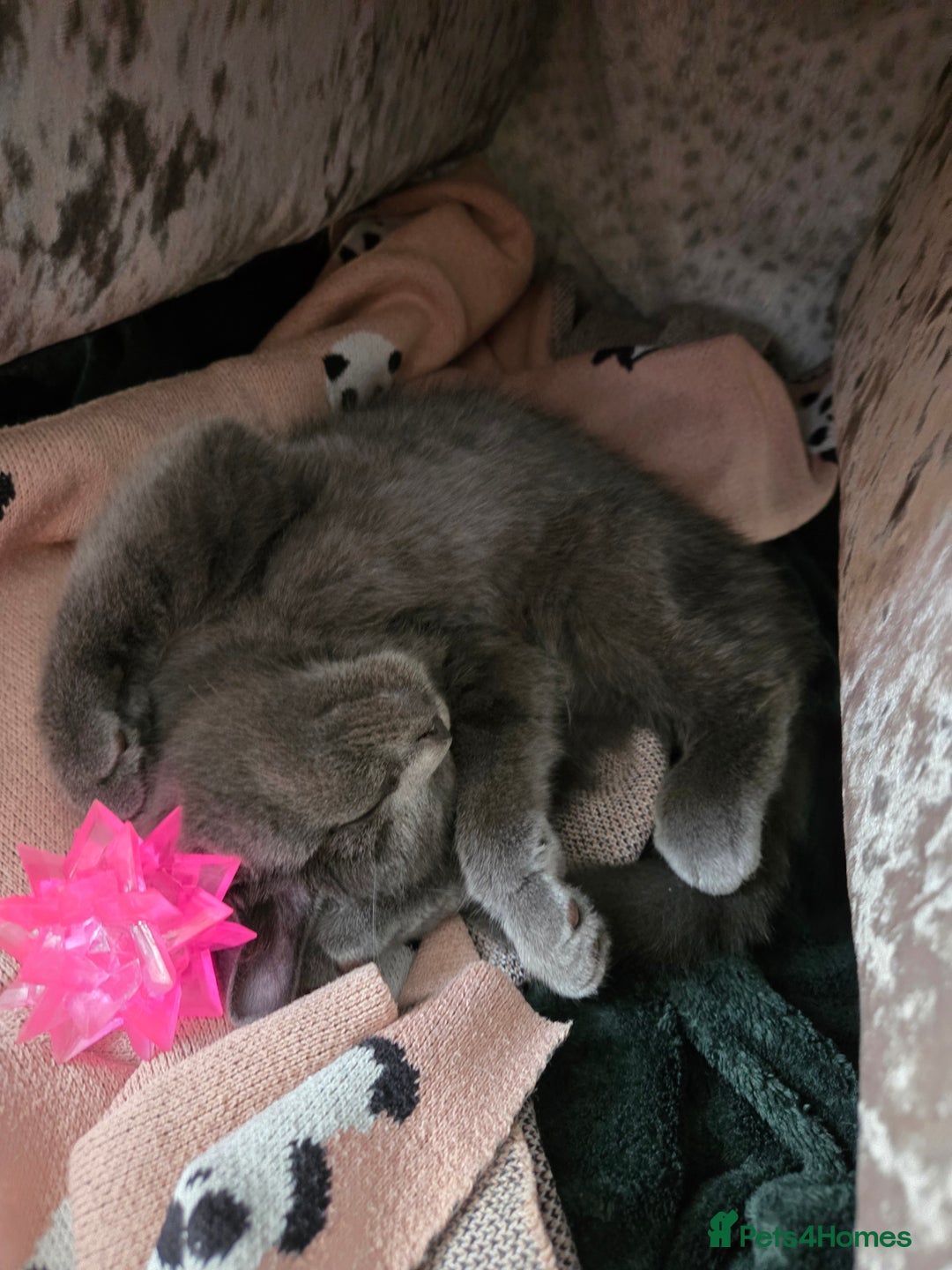 British Shorthair cats for sale: Gorgeous british shorthair 11 week old boy - Image 6