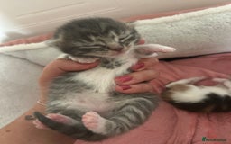 Domestic Shorthair cats for sale: Fluffy kittens for sale - Image 10