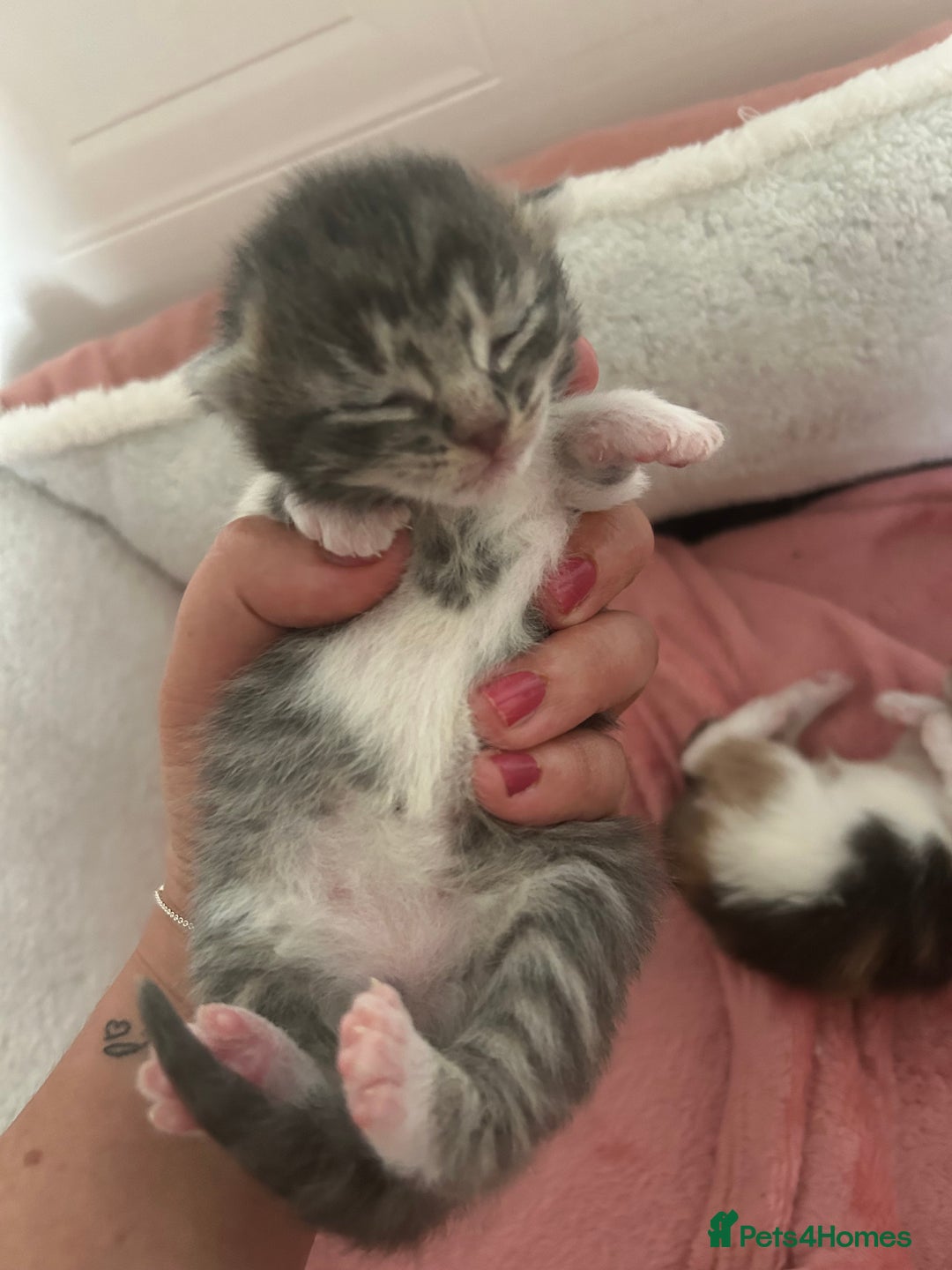 Domestic Shorthair cats for sale: Fluffy kittens for sale - Image 10
