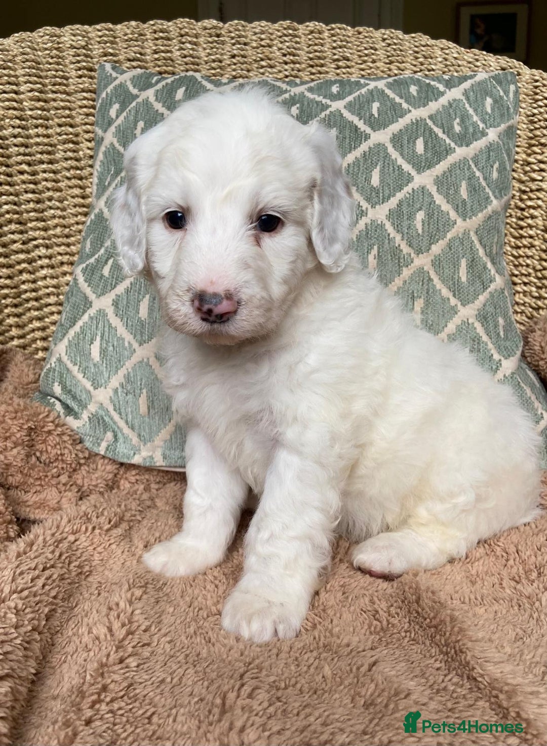 Double Doodle dogs for sale: Gorgeous Australian Double Doodle Pups - Image 13