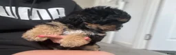 Cavachon dogs for sale: Cavachon boy puppy - Advert 8