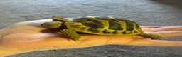 Tortoise reptiles for sale: 3 year old Hermanns tortoise with setup - Advert 2