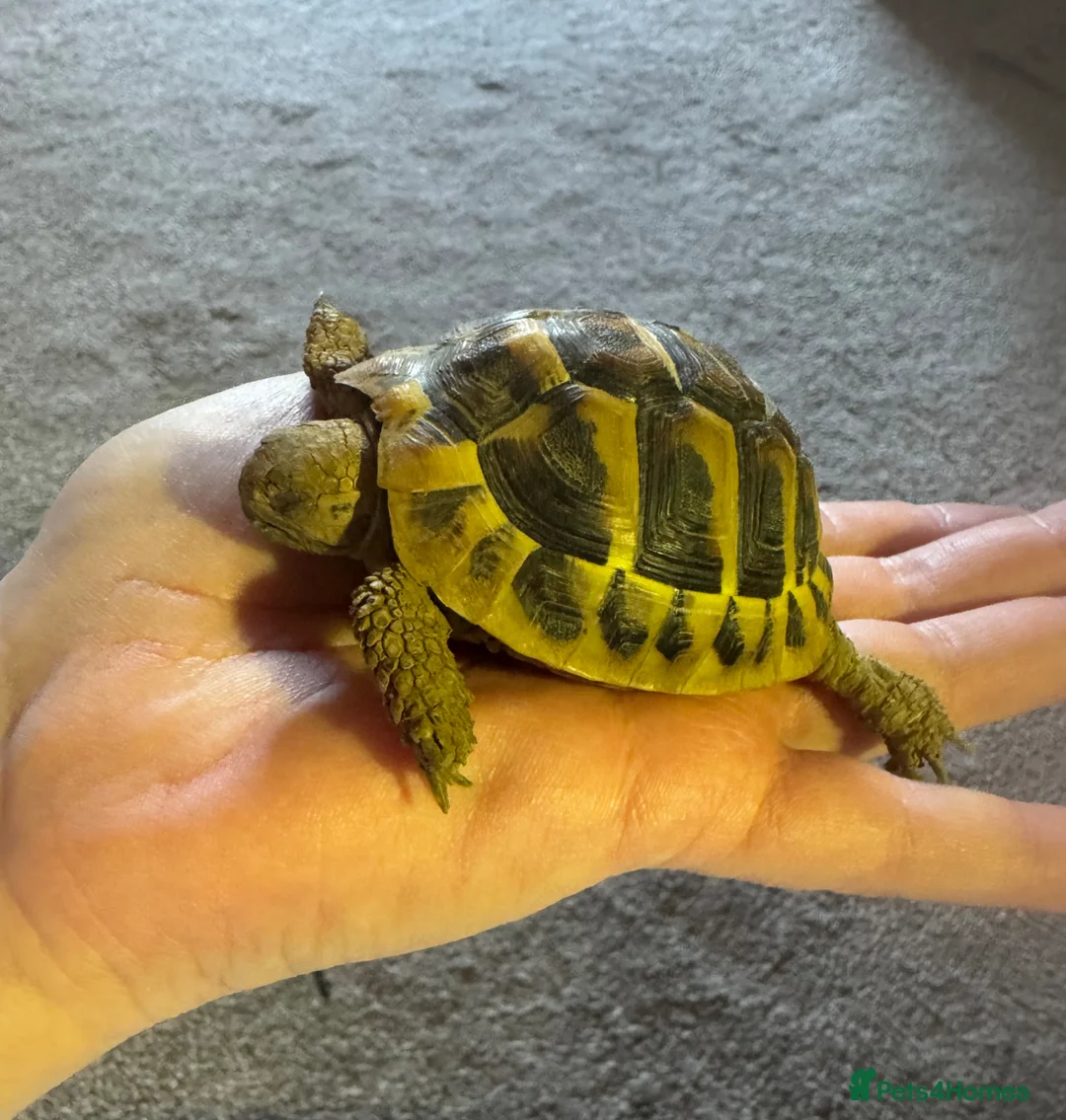 Tortoise reptiles for sale: 3 year old Hermanns tortoise with setup - Advert 2