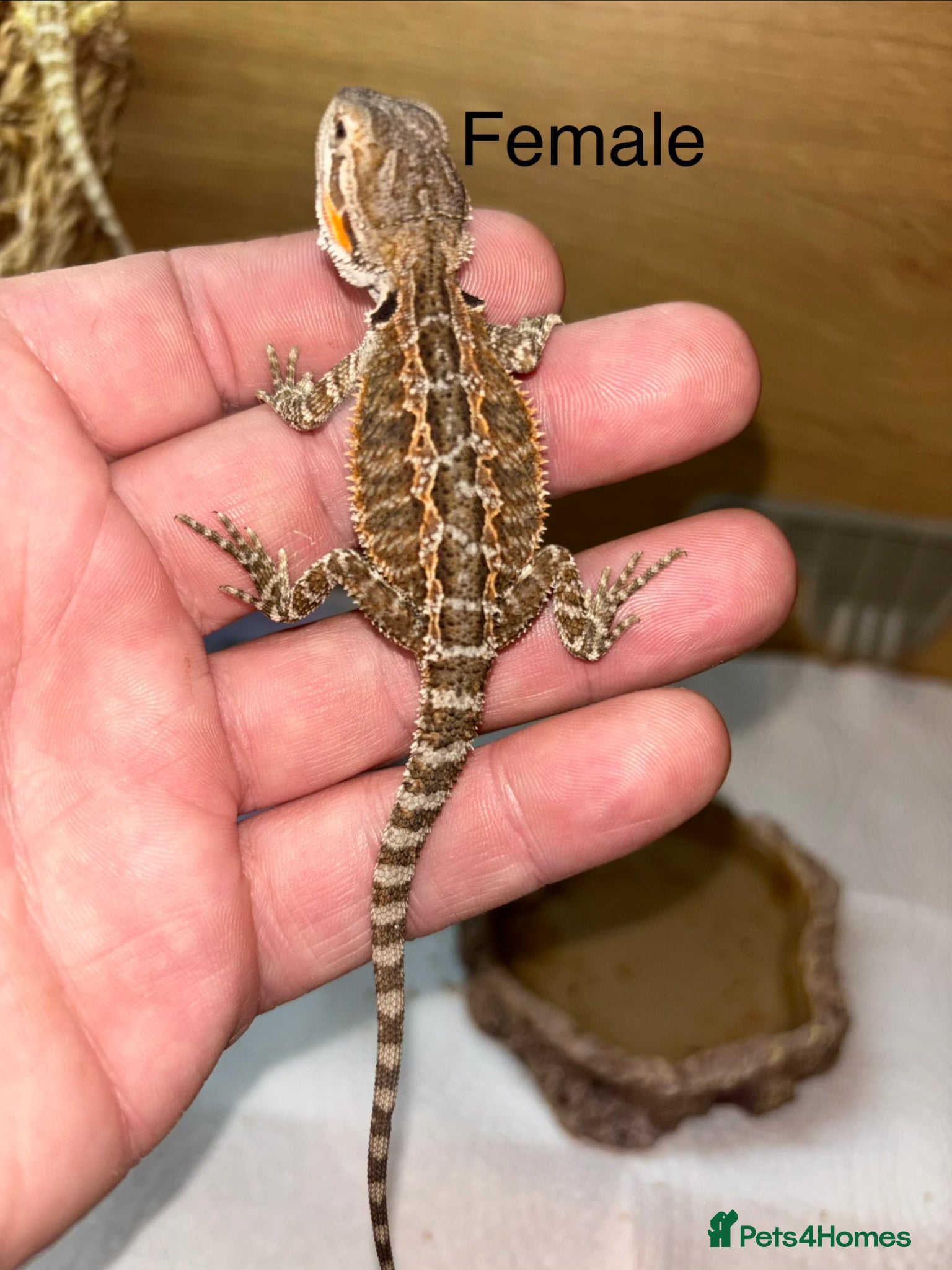 Bearded Dragon reptiles Last few baby bearded dragons - Advert 2