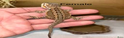 Bearded Dragon reptiles for sale: Friendly baby bearded dragons - Advert 2