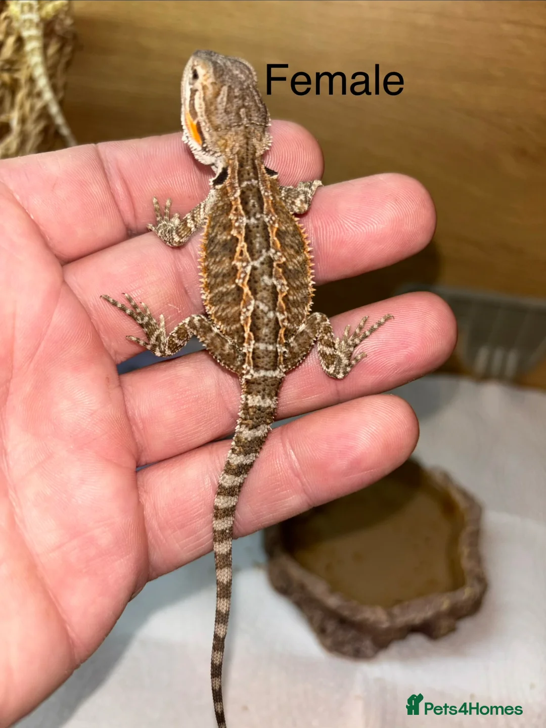 Bearded Dragon reptiles for sale: Friendly baby bearded dragons - Advert 2