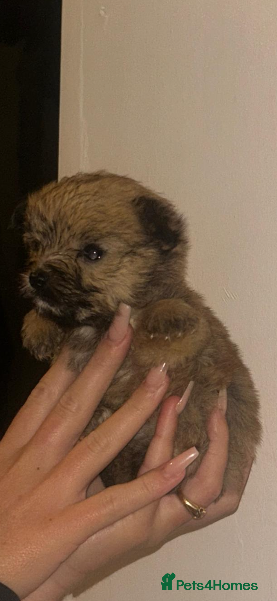 Yorkshire Terrier dogs for sale: Golden Yorkshire Terrier girl - Image 6