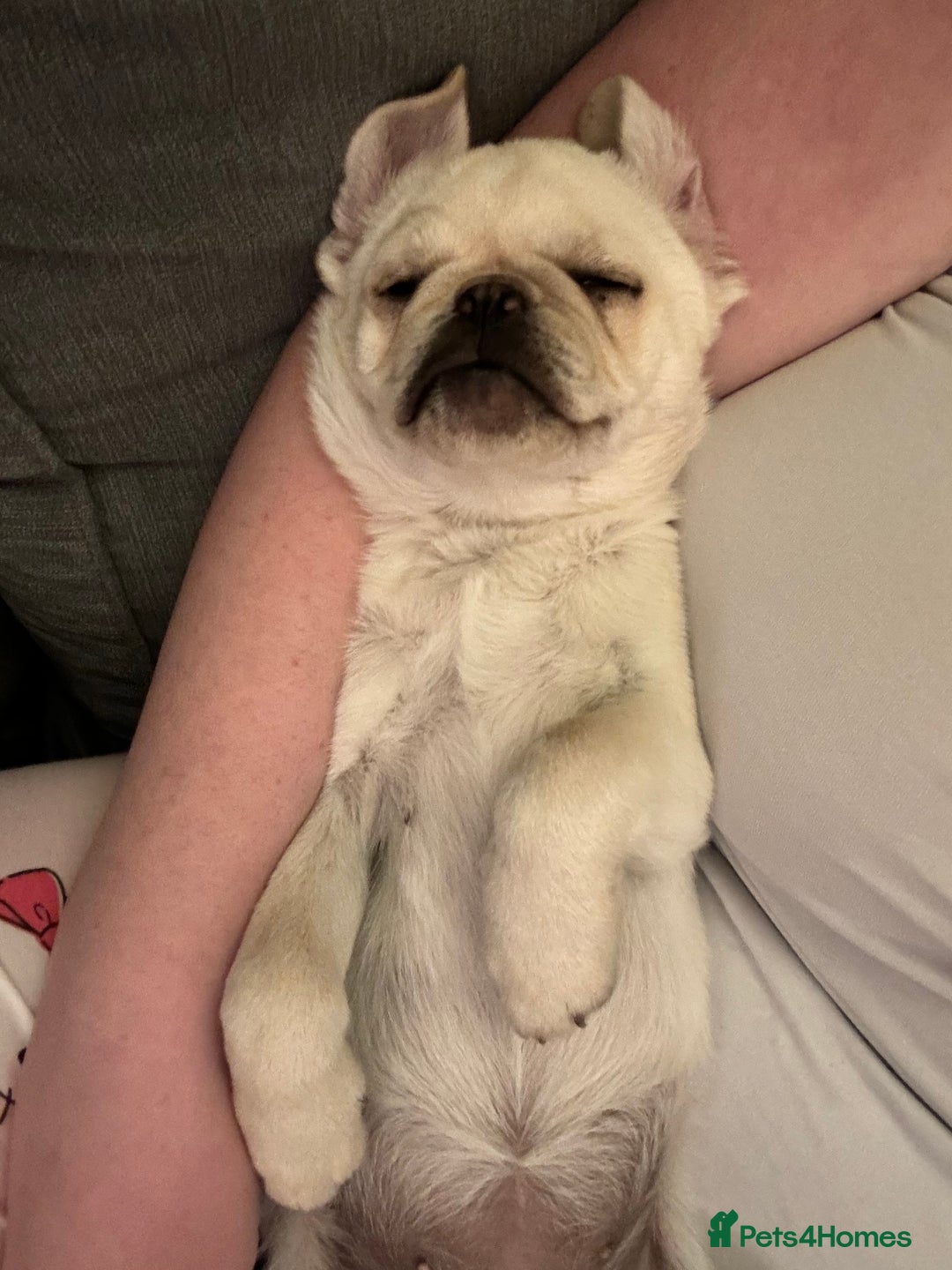 Pug dogs for sale: Reluctant sale of beautiful cream pug pup - Advert 4