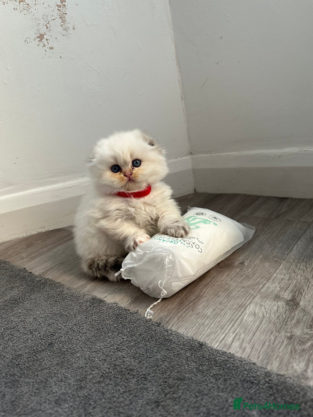 Scottish Fold cats for sale: Scottish fold Kitten Healthy &Loving - Advert 29