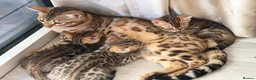 Bengal cats for sale: Top Quality Bengal Kittens (2 Boys, 1 Girl) - Advert 19