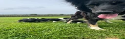 Border Collie dogs for sale: Border Collie Puppy’s litter of 6 gorgeous pups.  - Advert 19