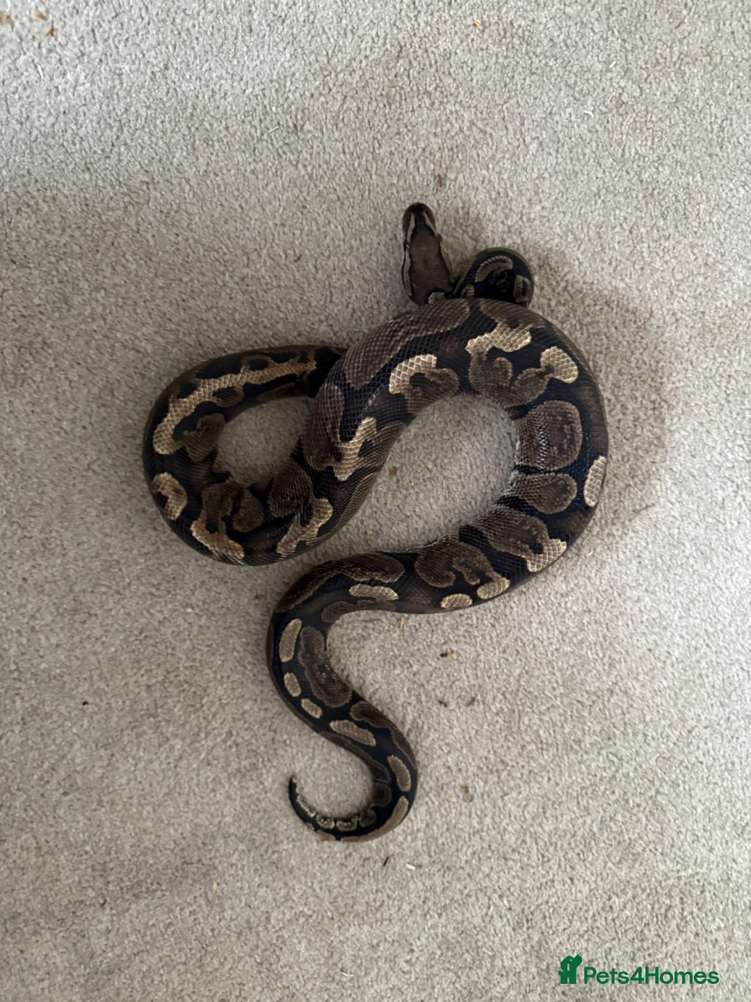 Python Snake reptiles for sale: Ball pythons various reduced  - Advert 2