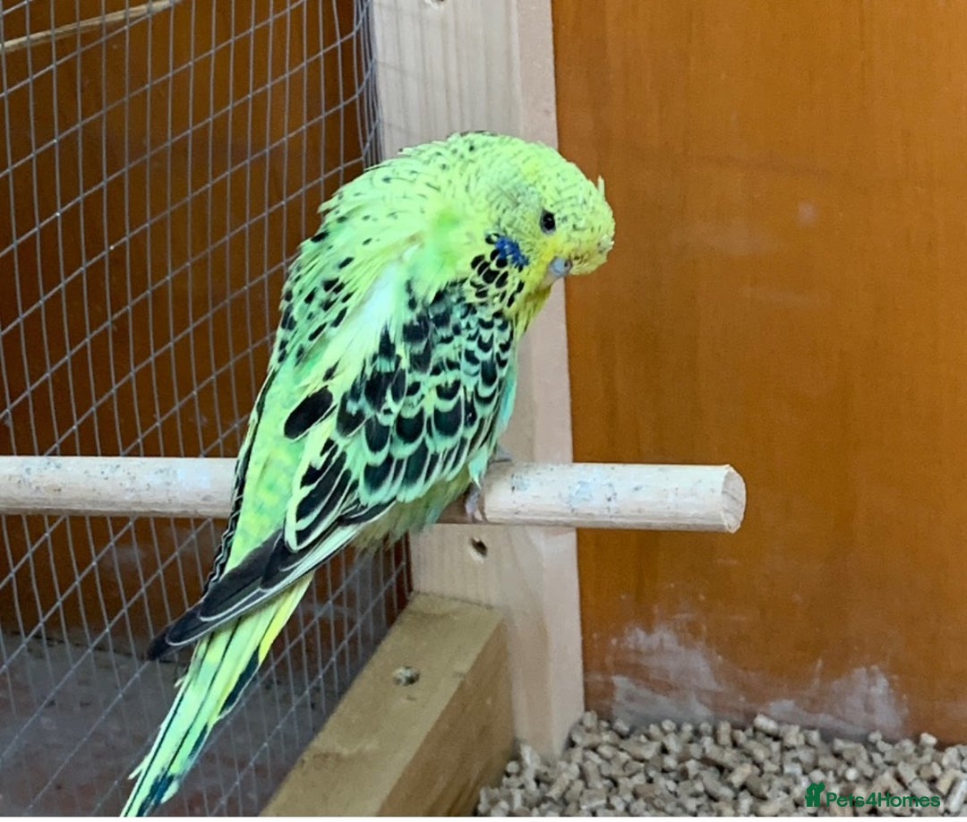 Budgerigars birds for sale: Baby budgies 8 weeks  - Image 8