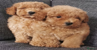 Toy Poodle dogs - Advert 2