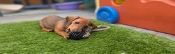 Dachshund dogs for sale: Standard Dachshund KC registered puppies - Advert 3