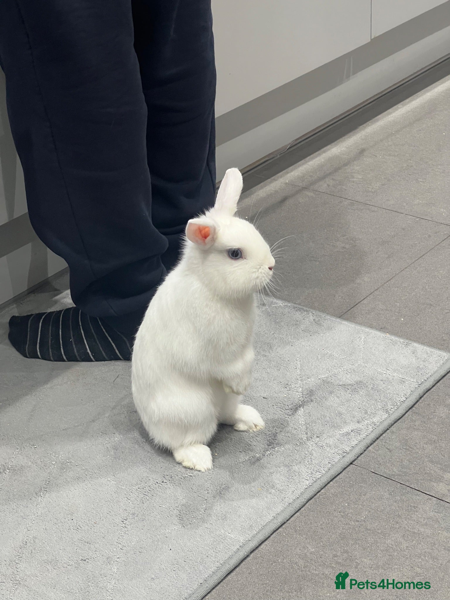 Netherland Dwarf rabbits Friendly Netherland Dwarf Rabbits with Large Hutch - Advert 4
