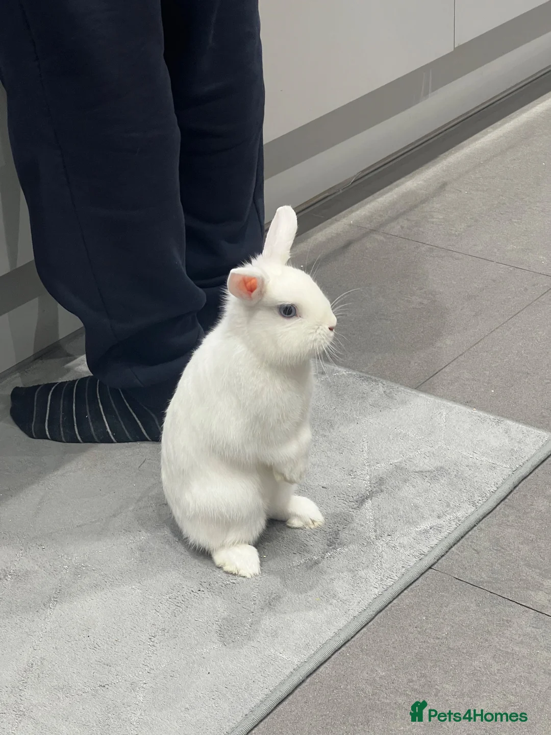 Netherland Dwarf rabbits for sale: NEUTERED Netherland Dwarf Rabbits with Large Hutch - Advert 1