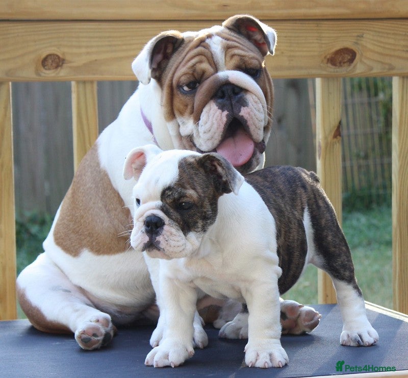 English Bulldog dogs English Bulldog Boy, 14 Weeks For Sale - Advert 3