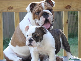 English Bulldog dogs English Bulldog Boy, 14 Weeks For Sale - Advert 1