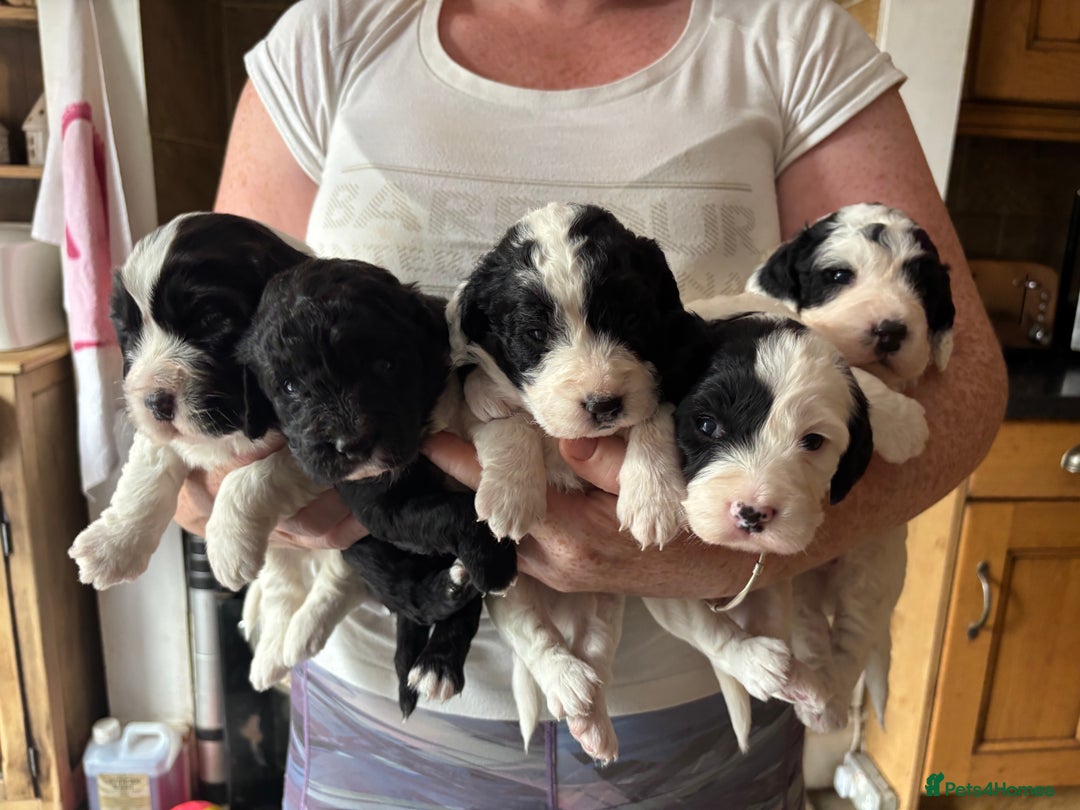 Sproodle dogs for sale: Spoodles - Image 1
