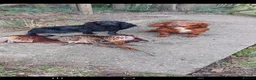 Cocker Spaniel dogs for sale: Health tested working cocker spaniels  - Advert 6