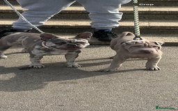 French Bulldog dogs for sale: Tallulah  - Image 2