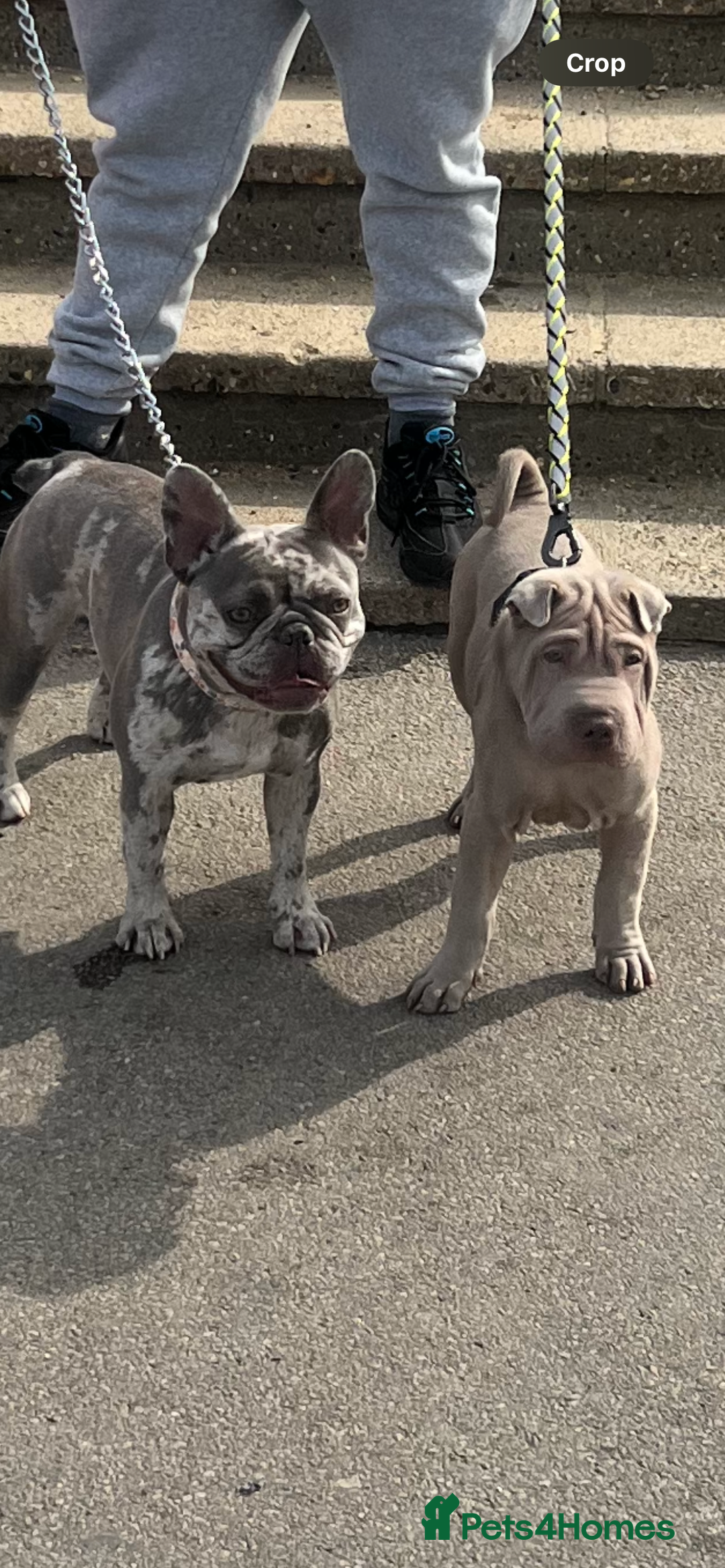 French Bulldog dogs for sale: Tallulah  - Image 2