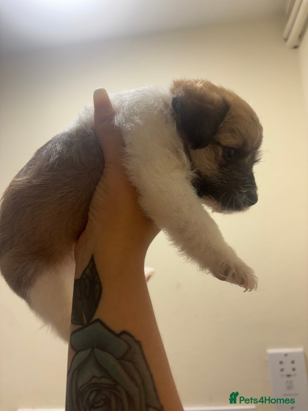 Jackapoo dogs for sale: F1 Jackapoo - Image 3