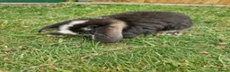 Mini Lop rabbits for sale: Mini Lops Ready Now - Advert 3