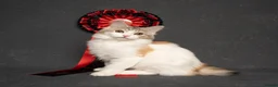 Kurilian Bobtail cats for sale: Rare Kurilian Bobtail Kittens Available - Advert 11